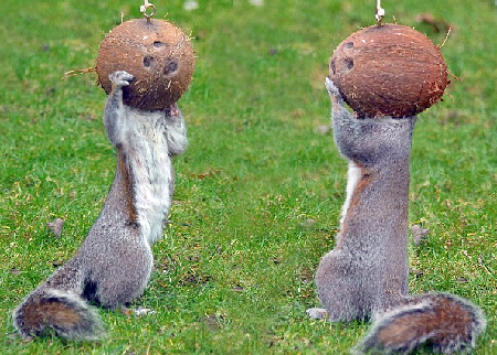 戴頭盔跳舞？饞嘴小松鼠偷吃椰子令人捧腹