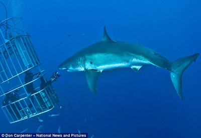 大白鯊面對(duì)鏡頭齜牙一笑 可愛(ài)亦可怕！