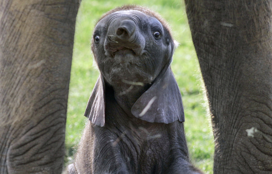 世界大象日，帶你走近它們