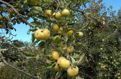 牛頓蘋(píng)果樹(shù)將體驗(yàn)太空零重力
