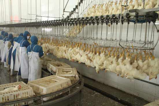 山東春雪扛起食品安全大旗暢銷海內(nèi)外20年